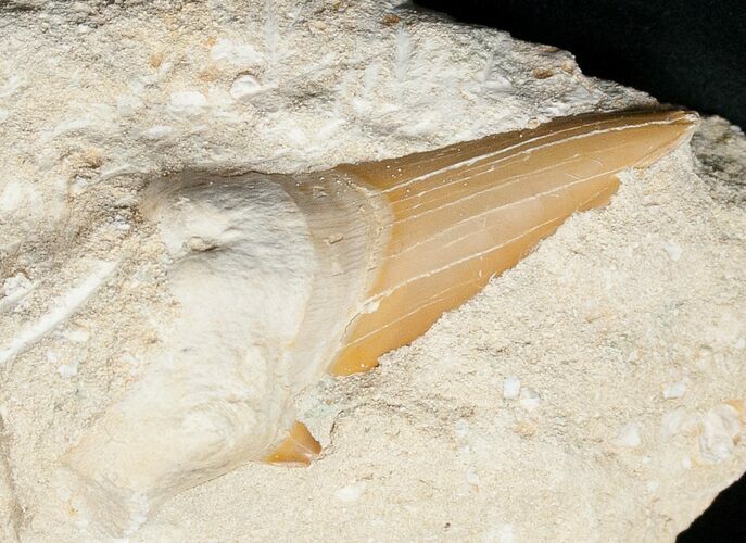 Otodus Shark Tooth Fossil In Matrix #18172